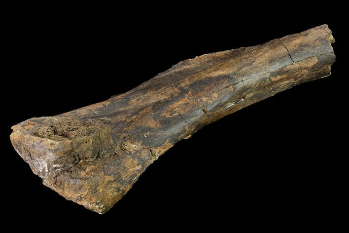 Partial Fossil Edmontosaurus Humerus - South Dakota #145877